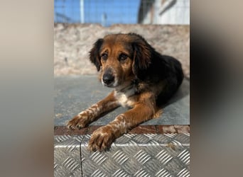 ⭐️JOLLY⭐️, Hündin, 2,5 Jahre, 43 cm, Mischling, Tierschutz