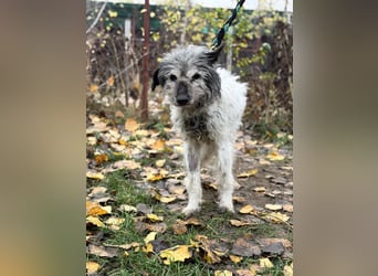 Vileda - dringend Gnadenplatz gesucht!!