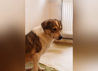 ⭐️TIMENTES⭐️, ganz charmante Hündin, 6 Jahre, 48 cm, Mischling, Tierschutz