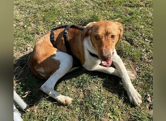 KATRA, Schmusebacke, 1 Jahr, 45 cm, Mischling, Tierschutz, Pflegestelle 57635