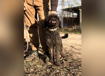 Felda - Sucht ihr Zuhause für immer!