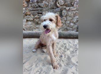 Zauberhafte Fritzi wartet auf unserem Tierschutzhof in Portugal!