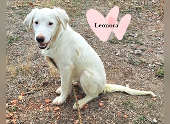 Leonora mag in ihr Für-Immer-Zuhause