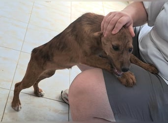 Clara sucht ihr Für immer Zuhause