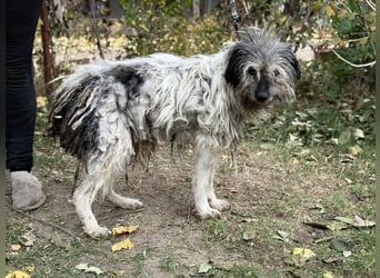 Vileda - dringend Gnadenplatz gesucht!!