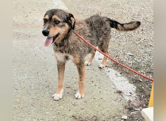 Gina lebt seit 5 Jahren in einem Rumänischen Tierheim.....