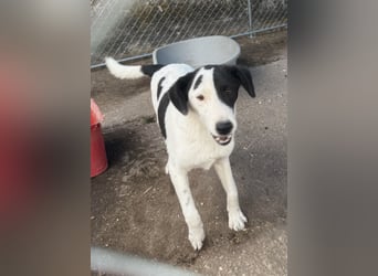 ⭐️SNOOPY⭐️, Spaßvogel und Spielkamerad, Rüde, 1 Jahr, 46cm, Mischling, Tierschutz