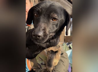 ⭐️BERYLL⭐️, für immer treu, Hündin, fast 3 Jahre, 41 cm, Mischling, Tierschutz Rumänien
