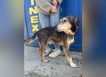 Akela sucht einen Gnadenplatz