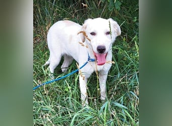 Labrador Mix Bruce möchte Rumänien schnell verlassen