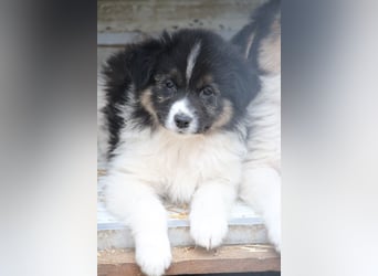 SARINA, Schmuse-Welpin, 3 Monate, 28 cm, Mischlingsmädchen, Tierschutz Rumänien