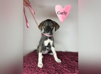 Carly sucht ihre Menschen fürs Leben