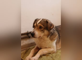 ⭐️TIMENTES⭐️, ganz charmante Hündin, 6 Jahre, 48 cm, Mischling, Tierschutz