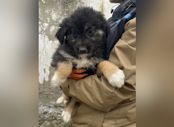 STELUTA, süßes Leckermäulchen, 3 Monate, 27 cm, Mischlingsmädchen, Tierschutz Rumänien