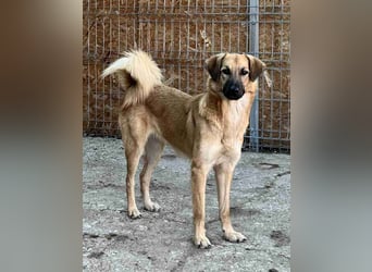 ⭐️DISSY⭐️, Hündin, 3 Jahre, 49 cm, Mischling, Tierschutz