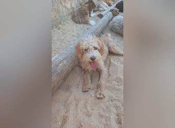 Zauberhafte Fritzi wartet auf unserem Tierschutzhof in Portugal!