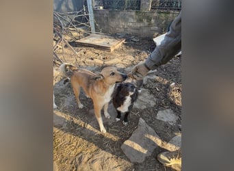 ⭐️Kimba⭐️, Frechdachs, Hündin, 3 Jahre, 45 cm, Mischling, Tierschutz