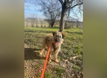 HEARTY, zuckersüßes Spielkind, 1 Jahr, 41 cm, Mischlingsmädchen, Tierschutz Rumänien