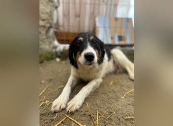 SARINA, Schmuse-Welpin, 3 Monate, 28 cm, Mischlingsmädchen, Tierschutz Rumänien