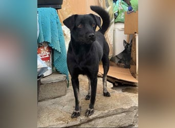 ⭐️BERYLL⭐️, für immer treu, Hündin, fast 3 Jahre, 41 cm, Mischling, Tierschutz Rumänien