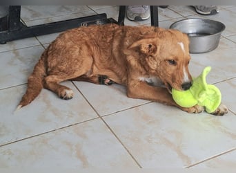 Junghund Zorel sucht sein Glück auf vier Pfoten