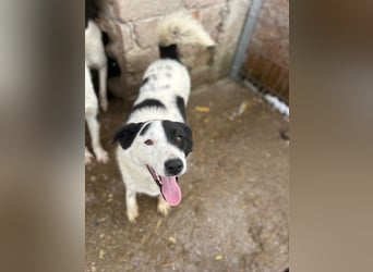 ⭐️SNOOPY⭐️, Spaßvogel und Spielkamerad, Rüde, 1 Jahr, 46cm, Mischling, Tierschutz