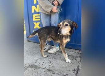 Akela sucht einen Gnadenplatz