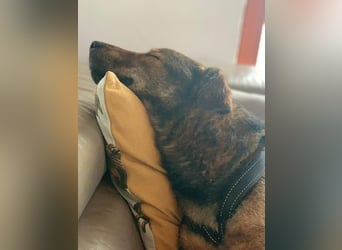 XORO, charmanter Goldschatz, 1,5 Jahre, 50 cm, Mischling, Tierschutz, Pflegestelle Hennef