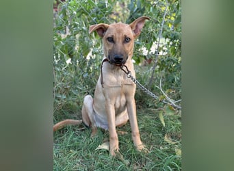 Vitold sucht sein Körbchen