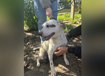 Ildike - hast du noch Platz im Herzen?