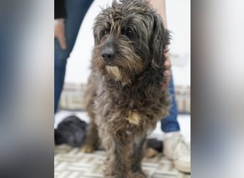 SPARTACUS, wunderbarer Wuschel, Rüde, 9 Monate, 46 cm, Mischling, Tierschutz Rumänien