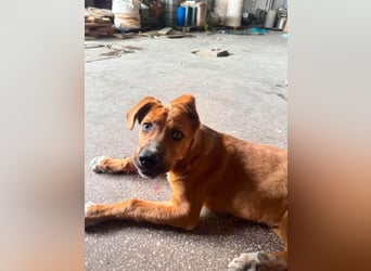 Scooby - der kleine Charmeur mit den eisblauen Augen sucht sein Zuhause!