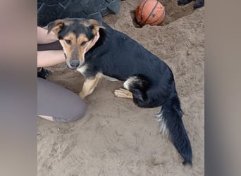 Kerubin, toller Hundemann