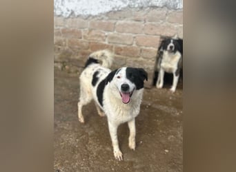 ⭐️SNOOPY⭐️, Spaßvogel und Spielkamerad, Rüde, 1 Jahr, 46cm, Mischling, Tierschutz