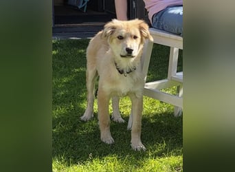 KORBEL, schlauer Schatz, 5 Monate, 41 cm, Mischlingsjunge, Pflegestelle 51503, Tierschutz Rumänien