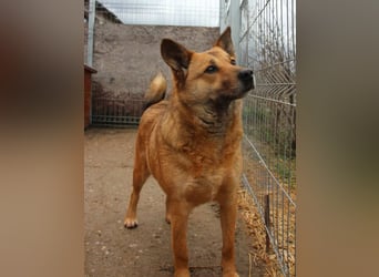 ⭐️FARINA⭐️, Hündin, 4,5 Jahre, 47 cm, Mischling, Tierschutz