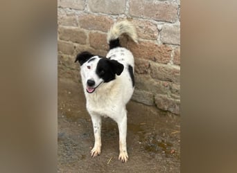 ⭐️SNOOPY⭐️, Spaßvogel und Spielkamerad, Rüde, 1 Jahr, 46cm, Mischling, Tierschutz