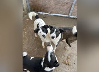 ⭐️SNOOPY⭐️, Spaßvogel und Spielkamerad, Rüde, 1 Jahr, 46cm, Mischling, Tierschutz