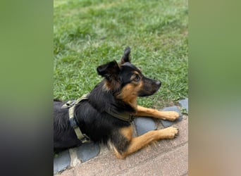 BRYNJA, sensible Angsthündin, 4 Jahre, 42 cm, Mischling, 48301 Nottuln, Tierschutz