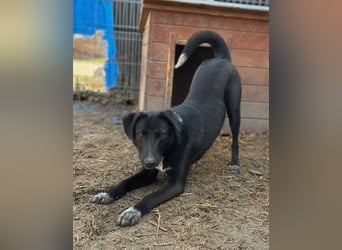 ⭐️SMOKY⭐️, sportlicher Rüde, 1 Jahr, 46 cm, Mischling, Tierschutz