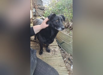 ⭐️TITA⭐️, liebevolle Hunde-Lady, 10 Jahre, 42 cm, Mischling, Tierschutz Rumänien