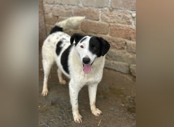 ⭐️SNOOPY⭐️, Spaßvogel und Spielkamerad, Rüde, 1 Jahr, 46cm, Mischling, Tierschutz