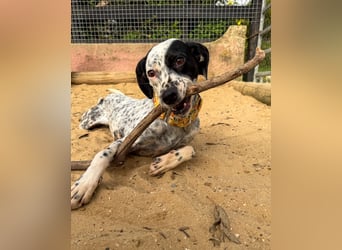 Zauberhafte Dotti wartet auf unserem Tierschutzhof in Portugal auf dich!