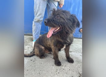 Szálka, zauberhafter junger Rüde