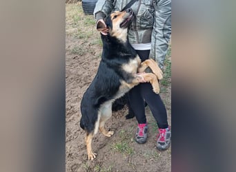 Kerubin, toller Hundemann