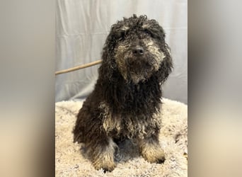 Samu möchte dir sein Herz schenken