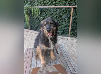Menschenbezogener Benno wartet in Portugal auf seine Menschen!