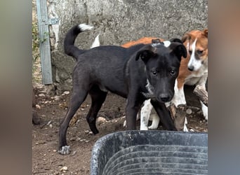⭐️SMOKY⭐️, sportlicher Rüde, 1 Jahr, 46 cm, Mischling, Tierschutz