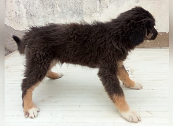 STELUTA, süßes Leckermäulchen, 3 Monate, 27 cm, Mischlingsmädchen, Tierschutz Rumänien