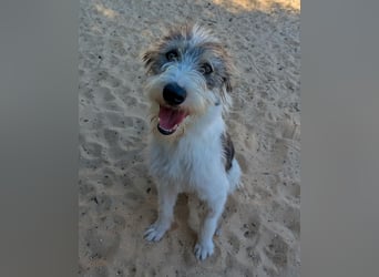 Liebenswerte Elva wartet in Portugal auf unserem Tierschutzhof!